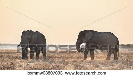 Stock Image - "Two elephants in the evening light on dry grassland, African Elephant (Loxodonta africana), Etosha National Park, Namibia, Africa". Fotosearch