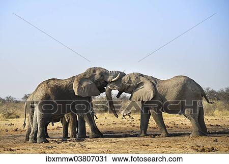 "Two elephants playfully fighting, African Elephant (Loxodonta africana), Etosha National Park, Tsumcor waterhole, Namibia, Africa" View Large Photo Image Stock Image - "Two elephants playfully fighting, African Elephant (Loxodonta africana), Etosha National Park, Tsumcor waterhole, Namibia, Africa". Fotosearch
