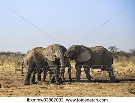 "Two elephants playfully fighting, African Elephant (Loxodonta africana), Etosha National Park, Tsumcor waterhole, Namibia, Africa" View Large Photo Image Stock Image - "Two elephants playfully fighting, African Elephant (Loxodonta africana), Etosha National Park, Tsumcor waterhole, Namibia, Africa". Fotosearch