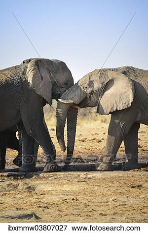 "Two elephants playfully fighting, African Elephant (Loxodonta africana), Etosha National Park, Tsumcor waterhole, Namibia, Africa" View Large Photo Image Stock Photo - "Two elephants playfully fighting, African Elephant (Loxodonta africana), Etosha National Park, Tsumcor waterhole, Namibia, Africa". Fotosearch