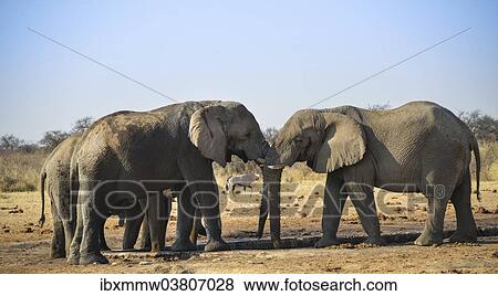 "Two elephants playfully fighting, African Elephant (Loxodonta africana), Etosha National Park, Tsumcor waterhole, Namibia, Africa" View Large Photo Image Stock Photo - "Two elephants playfully fighting, African Elephant (Loxodonta africana), Etosha National Park, Tsumcor waterhole, Namibia, Africa". Fotosearch