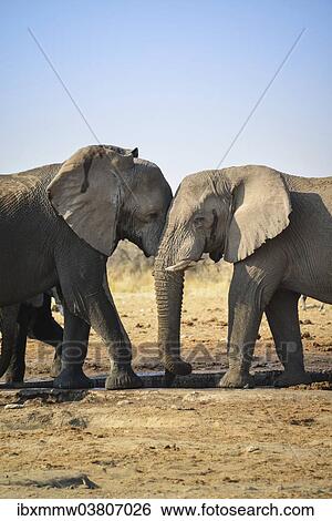 "Two elephants playfully fighting, African Elephant (Loxodonta africana), Etosha National Park, Tsumcor waterhole, Namibia, Africa" View Large Photo Image Stock Photograph - "Two elephants playfully fighting, African Elephant (Loxodonta africana), Etosha National Park, Tsumcor waterhole, Namibia, Africa". Fotosearch