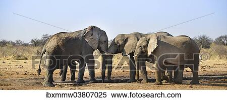 "Two elephants playfully fighting, African Elephant (Loxodonta africana), Etosha National Park, Tsumcor waterhole, Namibia, Africa" View Large Photo Image Stock Photography - "Two elephants playfully fighting, African Elephant (Loxodonta africana), Etosha National Park, Tsumcor waterhole, Namibia, Africa". Fotosearch