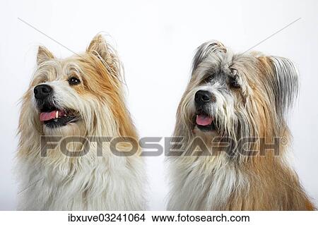 "Two Elos, male, portrait, Germany, Europe" View Large Photo Image Picture - "Two Elos, male, portrait, Germany, Europe". Fotosearch
