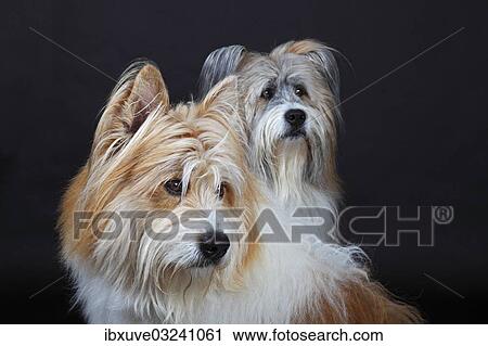 "Two Elos, male, portrait, Germany, Europe" View Large Photo Image Stock Image - "Two Elos, male, portrait, Germany, Europe". Fotosearch