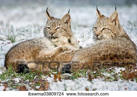 "Two Eurasian Lynxes (Lynx lynx) lying in the snow, Hesse, Germany, Europe" View Large Photo Image Picture - "Two Eurasian Lynxes (Lynx lynx) lying in the snow, Hesse, Germany, Europe". Fotosearch