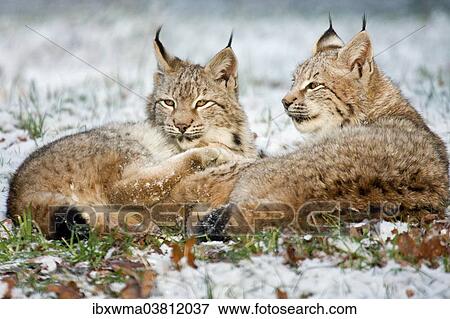 "Two Eurasian Lynxes (Lynx lynx) lying in the snow, Hesse, Germany, Europe" View Large Photo Image Stock Photo - "Two Eurasian Lynxes (Lynx lynx) lying in the snow, Hesse, Germany, Europe". Fotosearch