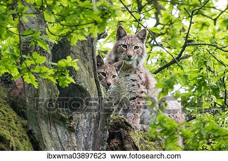 "Two Eurasian Lynxes (Lynx lynx) on an old Pedunculate Oak or English Oak (Quercus robur), captive, North Hesse, Hesse, Germany, Europe" View Large Photo Image Stock Image - "Two Eurasian Lynxes (Lynx lynx) on an old Pedunculate Oak or English Oak (Quercus robur), captive, North Hesse, Hesse, Germany, Europe". Fotosearch