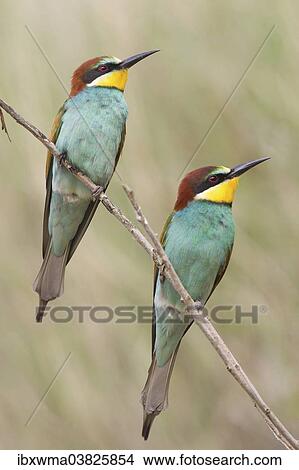 "Two European Bee-Eaters (Merops apiaster), perched on a twig, Saxony-Anhalt, Germany, Europe" View Large Photo Image Picture - "Two European Bee-Eaters (Merops apiaster), perched on a twig, Saxony-Anhalt, Germany, Europe". Fotosearch
