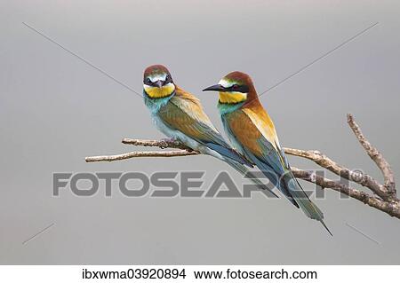 Picture - "Two European bee-eaters (Merops apiaster) sitting on branch, Lake Neusiedl, Austria, Europe". Fotosearch