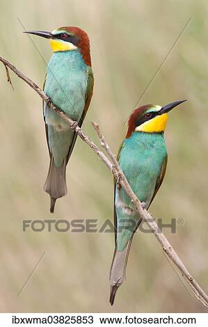 "Two European Bee-Eaters (Merops apiaster), perched on a twig, Saxony-Anhalt, Germany, Europe" View Large Photo Image Stock Image - "Two European Bee-Eaters (Merops apiaster), perched on a twig, Saxony-Anhalt, Germany, Europe". Fotosearch