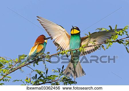 Stock Photograph - "Two European Bee-eaters (Merops apiaster) on a branch, Saxony-Anhalt, Germany, Europe". Fotosearch