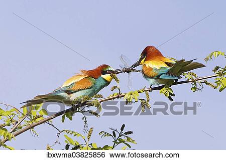 "Two European Bee-Eaters (Merops apiaster), courtship feeding, Saxony-Anhalt, Germany, Europe" View Large Photo Image Stock Photograph - "Two European Bee-Eaters (Merops apiaster), courtship feeding, Saxony-Anhalt, Germany, Europe". Fotosearch