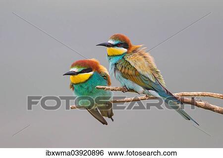 Stock Photograph - "Two European bee-eaters (Merops apiaster) sitting on branch, Lake Neusiedl, Austria, Europe". Fotosearch