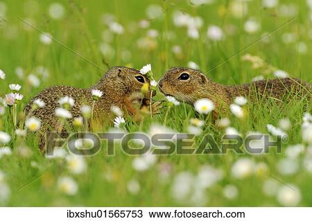 "Two European ground squirrels (Spermophilus citellus), fighting for food" View Large Photo Image Stock Image - "Two European ground squirrels (Spermophilus citellus), fighting for food". Fotosearch
