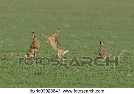 "Two European Hares (Lepus europaeus) fighting on a field, a third one next to it" View Large Photo Image Stock Photo - "Two European Hares (Lepus europaeus) fighting on a field, a third one next to it". Fotosearch