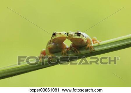 "Two European Treefrogs (Hyla arborea) perched on a blade of grass, Tyrol, Austria, Europe" View Large Photo Image Stock Image - "Two European Treefrogs (Hyla arborea) perched on a blade of grass, Tyrol, Austria, Europe". Fotosearch