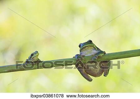 "Two European Treefrogs (Hyla arborea) perched on a blade of grass, Tyrol, Austria, Europe" View Large Photo Image Stock Photo - "Two European Treefrogs (Hyla arborea) perched on a blade of grass, Tyrol, Austria, Europe". Fotosearch