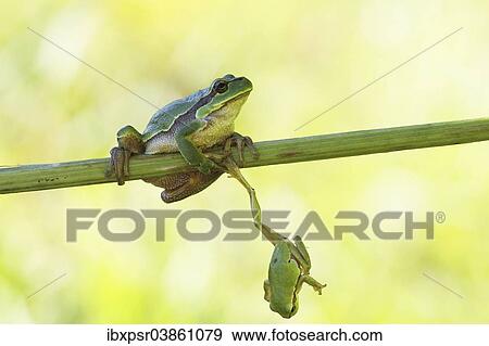 "Two European Treefrogs (Hyla arborea) perched on a blade of grass, Tyrol, Austria, Europe" View Large Photo Image Stock Photo - "Two European Treefrogs (Hyla arborea) perched on a blade of grass, Tyrol, Austria, Europe". Fotosearch