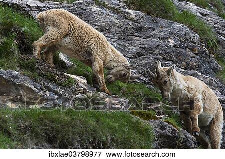 "Two female Alpine Ibexes (Capra ibex), Graubunden, Switzerland, Europe" View Large Photo Image Stock Photo - "Two female Alpine Ibexes (Capra ibex), Graubunden, Switzerland, Europe". Fotosearch