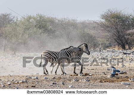 Picture - "Two fighting Burchell's Zebras, (Equus quagga burchellii), Etosha National Park, Namibia, Africa". Fotosearch