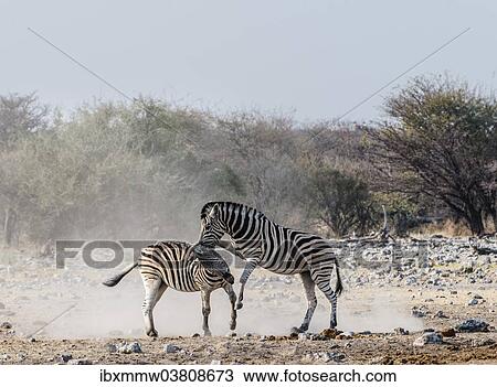 Stock Image - "Two fighting Burchell's Zebras, (Equus quagga burchellii), Etosha National Park, Namibia, Africa". Fotosearch