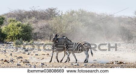 Stock Photo - "Two fighting Burchell's Zebras, (Equus quagga burchellii), Etosha National Park, Namibia, Africa". Fotosearch