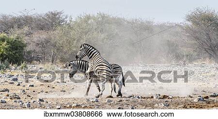 Stock Photograph - "Two fighting Burchell's Zebras, (Equus quagga burchellii), Etosha National Park, Namibia, Africa". Fotosearch