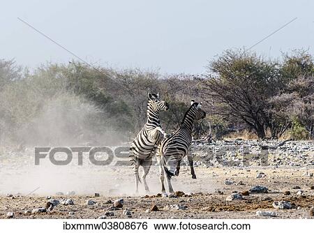 Stock Photograph - "Two fighting Burchell's Zebras, (Equus quagga burchellii), Etosha National Park, Namibia, Africa". Fotosearch