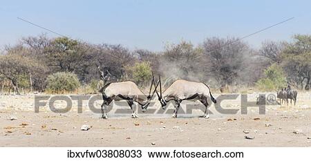 "Two fighting Gemsboks (Oryx gazella), Etosha National Park, Namibia, Africa" View Large Photo Image Stock Image - "Two fighting Gemsboks (Oryx gazella), Etosha National Park, Namibia, Africa". Fotosearch