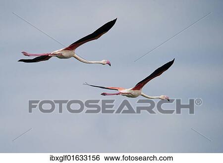 "Two Flamingos (Phoenicopterus ruber) in flight, Tanzania, Africa" View Large Photo Image Stock Photograph - "Two Flamingos (Phoenicopterus ruber) in flight, Tanzania, Africa". Fotosearch