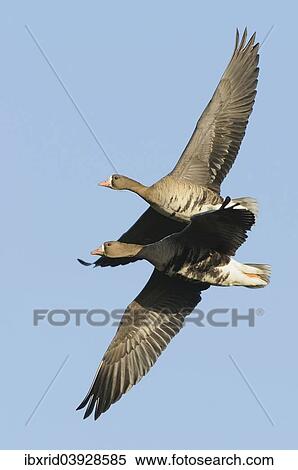 "Two flying Greater white-fronted Geese (Anser albifrons), Bislicher Insel, Wesel, Lower Rhine region, North Rhine-Westphalia, Germany, Europe" View Large Photo Image Stock Photography - "Two flying Greater white-fronted Geese (Anser albifrons), Bislicher Insel, Wesel, Lower Rhine region, North Rhine-Westphalia, Germany, Europe". Fotosearch