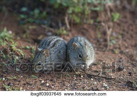 "Two Four-striped grass mice (Rhabdomys pumilio), Little Karoo, Western Cape, South Africa, Africa" View Large Photo Image Stock Photography - "Two Four-striped grass mice (Rhabdomys pumilio), Little Karoo, Western Cape, South Africa, Africa". Fotosearch