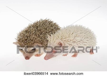 "Two Four-toed Hedgehogs or African Pygmy Hedgehogs (Atelerix albiventris), albino on the right" View Large Photo Image Picture - "Two Four-toed Hedgehogs or African Pygmy Hedgehogs (Atelerix albiventris), albino on the right". Fotosearch