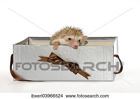 Picture - "Two Four-toed Hedgehogs or African Pygmy Hedgehogs (Atelerix albiventris), looking out of a gift box". Fotosearch