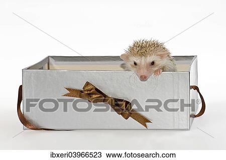 "Two Four-toed Hedgehogs or African Pygmy Hedgehogs (Atelerix albiventris), looking out of a gift box" View Large Photo Image Stock Image - "Two Four-toed Hedgehogs or African Pygmy Hedgehogs (Atelerix albiventris), looking out of a gift box". Fotosearch