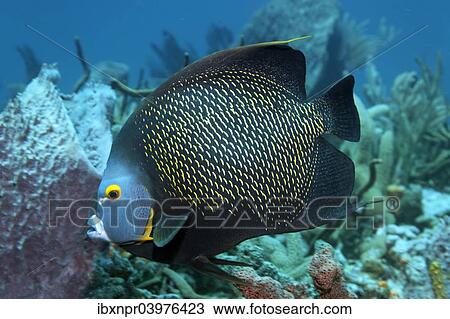 "Two French Angelfishes (Pomacanthus paru) above coral reef, Little Tobago, Trinidad and Tobago, North America" View Large Photo Image Stock Image - "Two French Angelfishes (Pomacanthus paru) above coral reef, Little Tobago, Trinidad and Tobago, North America". Fotosearch