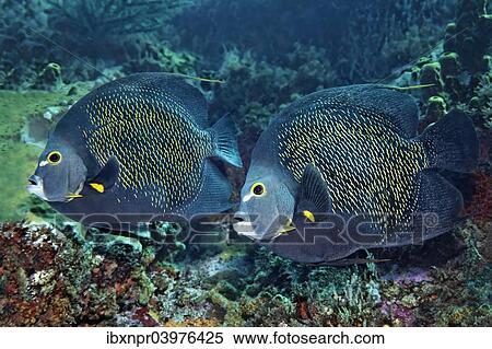 "Two French Angelfishes (Pomacanthus paru) above coral reef, Little Tobago, Trinidad and Tobago, North America" View Large Photo Image Stock Photography - "Two French Angelfishes (Pomacanthus paru) above coral reef, Little Tobago, Trinidad and Tobago, North America". Fotosearch
