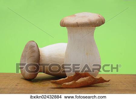 Two French horn mushrooms (Pleurotus eryngii) View Large Photo Image Picture - Two French horn mushrooms (Pleurotus eryngii). Fotosearch
