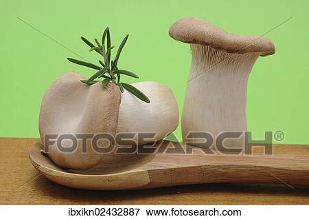 Two French horn mushrooms (Pleurotus eryngii) on a wooden spoon View Large Photo Image Stock Photo - Two French horn mushrooms (Pleurotus eryngii) on a wooden spoon. Fotosearch