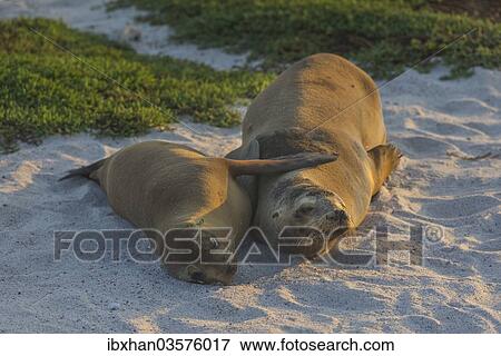 "Two Galapagos Sea Lions (Zalophus wollebaeki) lying in the sand, Mosquera Island, Galapagos Islands, Ecuador, South America" View Large Photo Image Stock Photo - "Two Galapagos Sea Lions (Zalophus wollebaeki) lying in the sand, Mosquera Island, Galapagos Islands, Ecuador, South America". Fotosearch