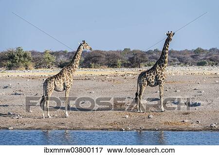 "Two Giraffes (Giraffa camelopardis) at the waterhole of Chudop, Etosha National Park, Namibia, Africa" View Large Photo Image Stock Photo - "Two Giraffes (Giraffa camelopardis) at the waterhole of Chudop, Etosha National Park, Namibia, Africa". Fotosearch