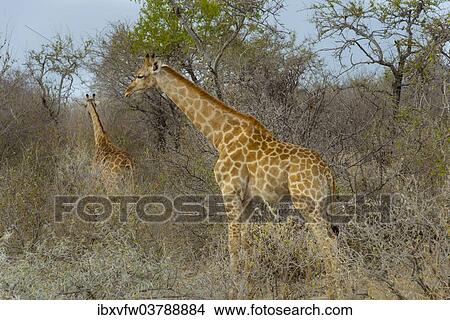 Picture - "Two Giraffes (Giraffa camelopardis) in the bush, Etosha National Park, Namibia, Africa". Fotosearch