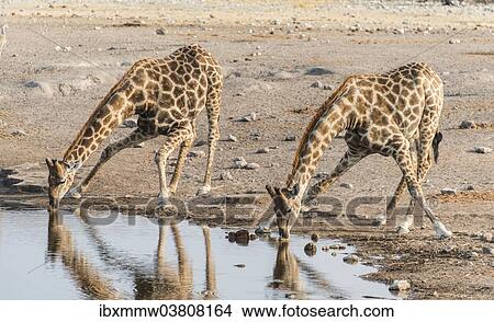 "Two Giraffes (Giraffa camelopardis) drinking, Chudop waterhole, Etosha National Park, Namibia, Africa" View Large Photo Image Picture - "Two Giraffes (Giraffa camelopardis) drinking, Chudop waterhole, Etosha National Park, Namibia, Africa". Fotosearch