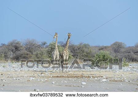 "Two Giraffes (Giraffa camelopardis) standing side by side, Etosha National Park, Namibia, Africa" View Large Photo Image Stock Image - "Two Giraffes (Giraffa camelopardis) standing side by side, Etosha National Park, Namibia, Africa". Fotosearch