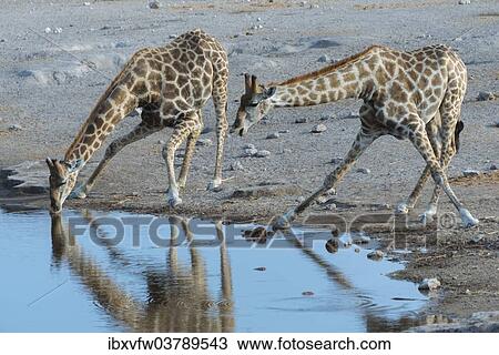"Two Giraffes (Giraffa camelopardis) drinking at the Chudop waterhole, Etosha National Park, Namibia, Africa" View Large Photo Image Stock Image - "Two Giraffes (Giraffa camelopardis) drinking at the Chudop waterhole, Etosha National Park, Namibia, Africa". Fotosearch