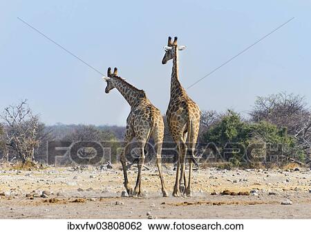 Stock Image - "Two giraffes (Giraffa camelopardis) fighting with each other, Etosha National Park, Namibia, Africa". Fotosearch