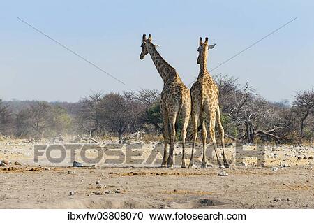 "Two giraffes (Giraffa camelopardis) fighting with each other, from behind, Etosha National Park, Namibia, Africa" View Large Photo Image Stock Image - "Two giraffes (Giraffa camelopardis) fighting with each other, from behind, Etosha National Park, Namibia, Africa". Fotosearch
