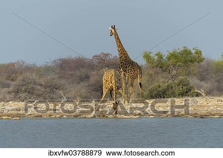 "Two giraffes (Giraffa camelopardis) drinking at the Klein Namutoni waterhole, Etosha National Park, Namibia, Africa" View Large Photo Image Stock Photo - "Two giraffes (Giraffa camelopardis) drinking at the Klein Namutoni waterhole, Etosha National Park, Namibia, Africa". Fotosearch
