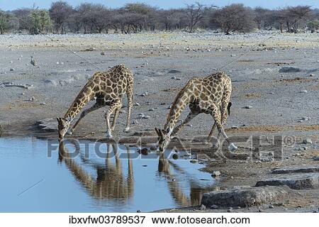 "Two Giraffes (Giraffa camelopardis) drinking at the Chudop waterhole, Etosha National Park, Namibia, Africa" View Large Photo Image Stock Photo - "Two Giraffes (Giraffa camelopardis) drinking at the Chudop waterhole, Etosha National Park, Namibia, Africa". Fotosearch